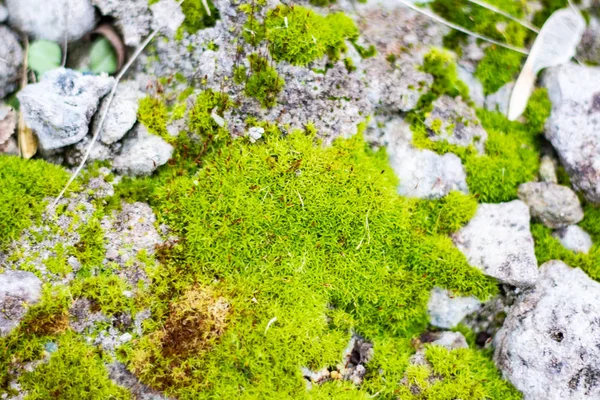 Belo Musgo Verde Pedras — Fotografia de Stock