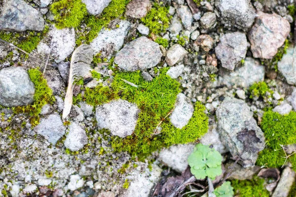 Красивый Зеленый Мох Камнях — стоковое фото