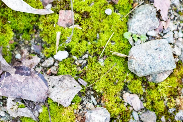 Όμορφα Πράσινα Βρύα Πέτρες — Φωτογραφία Αρχείου