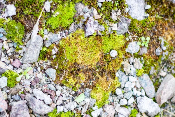 Güzel Yeşil Yosun Taşların Üzerinde — Stok fotoğraf