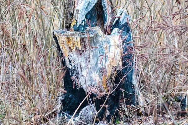 Καμένη Υφή Ξύλου Φλοιός Μαύρου Δένδρου — Φωτογραφία Αρχείου