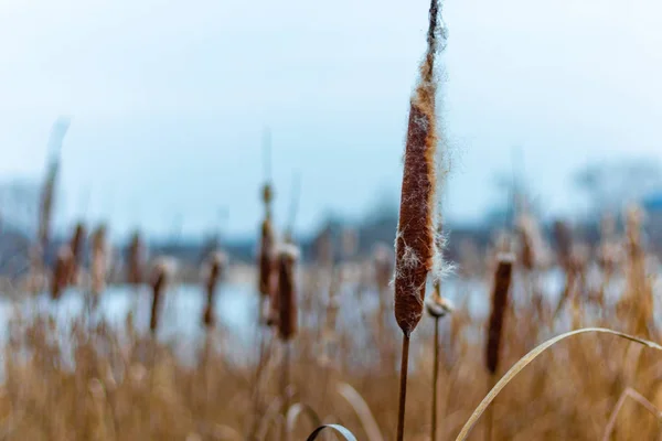 Prachtig Riet Droge Rietstengels — Stockfoto