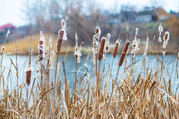 Prachtig Riet Droge Rietstengels — Stockfoto