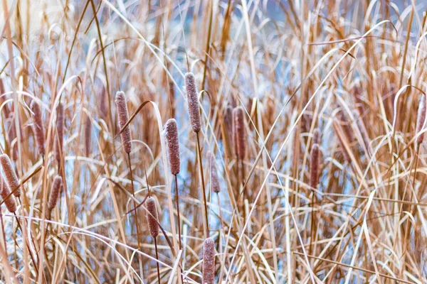 Prachtig Riet Droge Rietstengels — Stockfoto