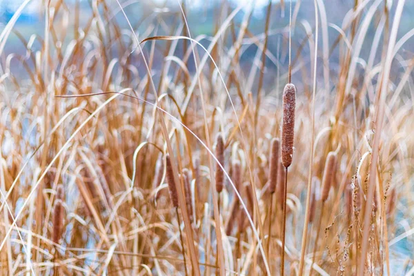 Prachtig Riet Droge Rietstengels — Stockfoto