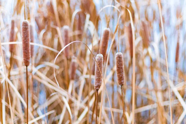 Prachtig Riet Droge Rietstengels — Stockfoto