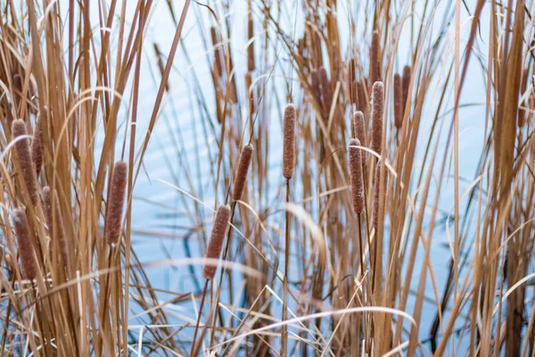 Prachtig Riet Droge Rietstengels — Stockfoto