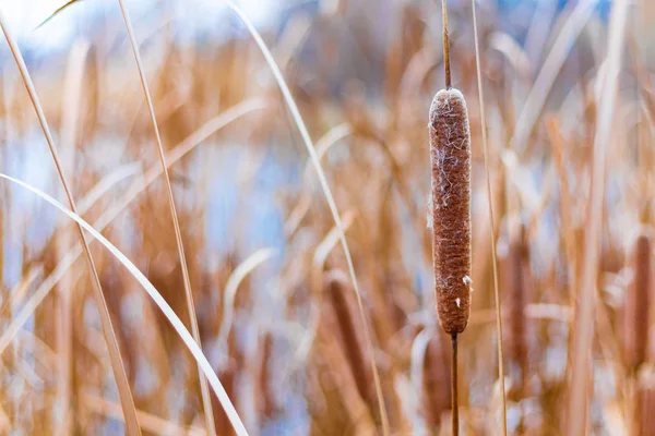 Wunderschönes Schilf Trockene Schilfhalme — Stockfoto