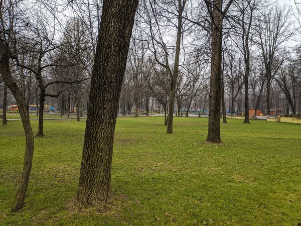 Arbres Sur Une Pelouse Verte Arbres Dans Parc Municipal — Photo