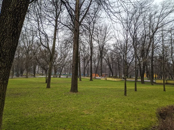 Bäume Auf Einem Grünen Rasen Bäume Stadtpark — Stockfoto