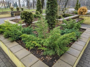 Kışın çiçek tarlalarındaki bitkiler. kuru bitkiler