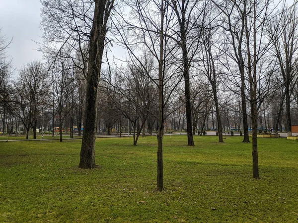 Bomen Een Groen Grasveld Bomen Een Stadspark — Stockfoto