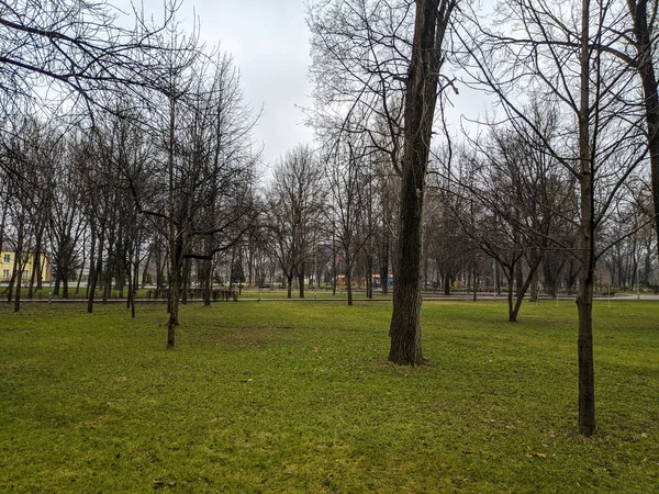 Bomen Een Groen Grasveld Bomen Een Stadspark — Stockfoto