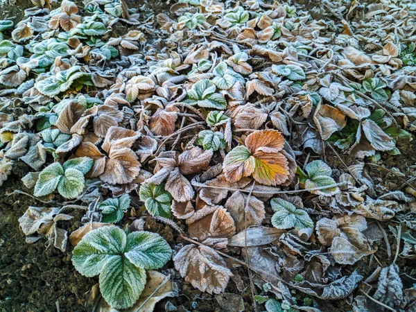 Geada Nas Folhas Folhas Verdes Neve — Fotografia de Stock