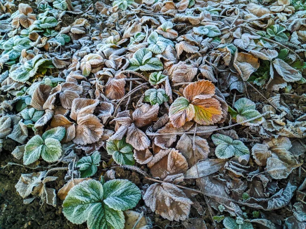 Geada Nas Folhas Folhas Verdes Neve — Fotografia de Stock