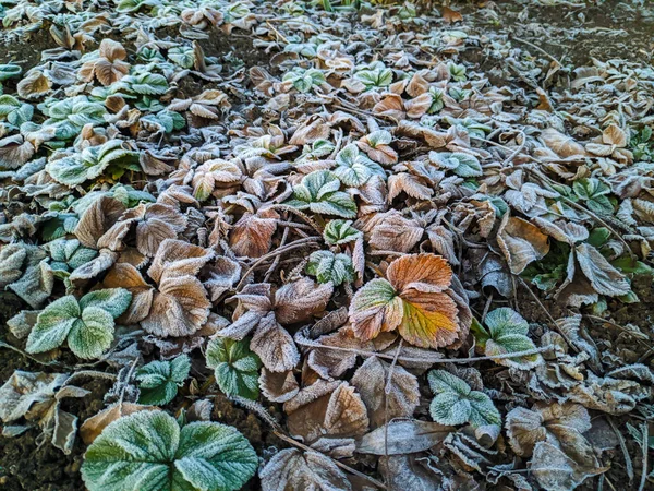 Geada Nas Folhas Folhas Verdes Neve — Fotografia de Stock