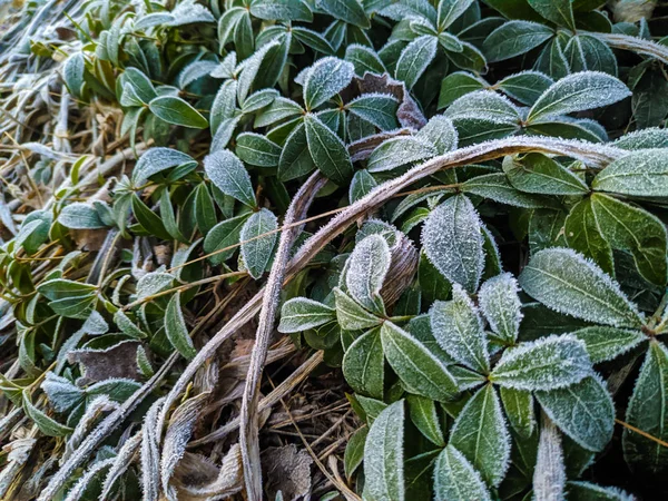 Escarcha Las Hojas Hojas Verdes Nieve — Foto de Stock