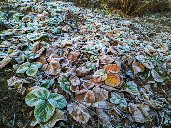 frost on the leaves. green leaves in the snow