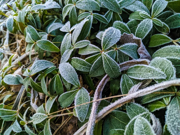 Escarcha Las Hojas Hojas Verdes Nieve — Foto de Stock