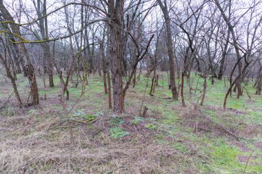 Yoğun çalılıklar. Bir sürü ağaç. Bulutlu havada orman