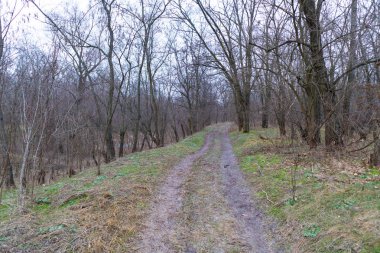 Yoğun çalılıklar. Bir sürü ağaç. Bulutlu havada orman