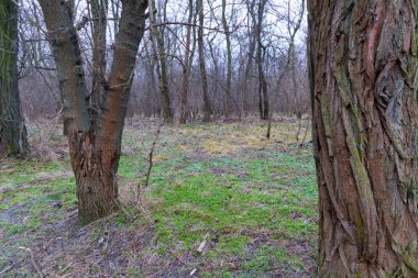 Yoğun çalılıklar. Bir sürü ağaç. Bulutlu havada orman