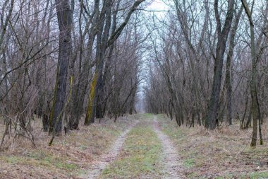 Yoğun çalılıklar. Bir sürü ağaç. Bulutlu havada orman