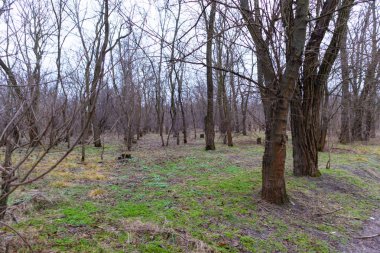 Yoğun çalılıklar. Bir sürü ağaç. Bulutlu havada orman