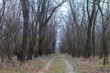 Yoğun çalılıklar. Bir sürü ağaç. Bulutlu havada orman