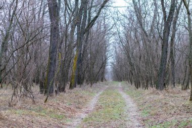Yoğun çalılıklar. Bir sürü ağaç. Bulutlu havada orman