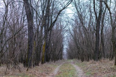 Yoğun çalılıklar. Bir sürü ağaç. Bulutlu havada orman