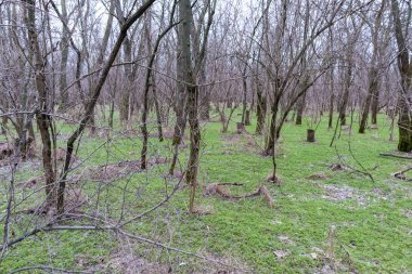 Yoğun çalılıklar. Bir sürü ağaç. Bulutlu havada orman