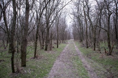 Yoğun çalılıklar. Bir sürü ağaç. Bulutlu havada orman