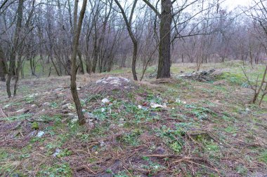 Doğanın kirliliği. Ekolojik sorunlar. Ormandaki çöpler