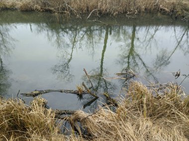 Dar nehir. Nehir ve ağaçlarla kaplı bir manzara. nehir kıyıları