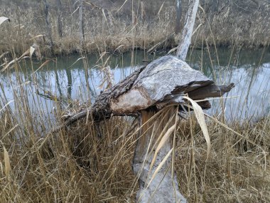 Kırık ağaç. Kırık ağaç gövdesi