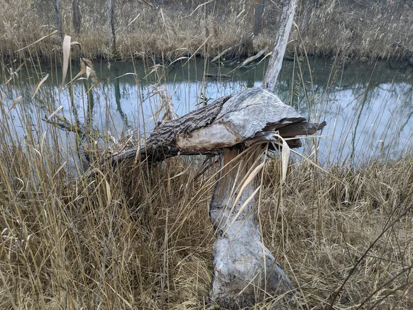 壊れた木だ壊れた木の幹 — ストック写真