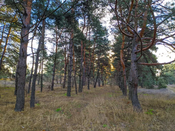 Landscape Pine Forest — Stock Photo, Image