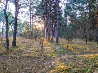 Bir çam ormanı içinde manzara