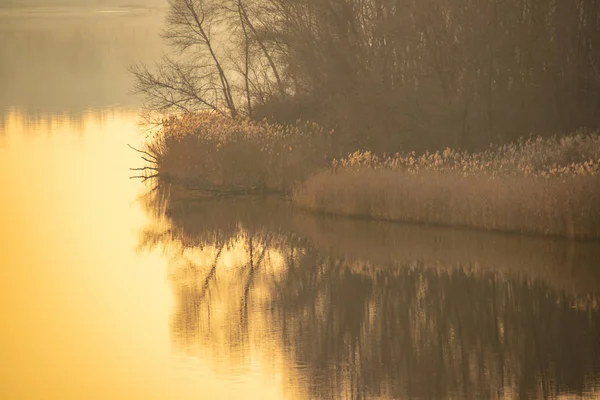 Bank River Reeds Ashore — Stock Photo, Image