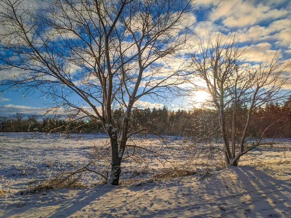 Hermoso Paisaje Invierno Campo Nieve Bosque Paisaje Soleado Con Nieve — Foto de Stock