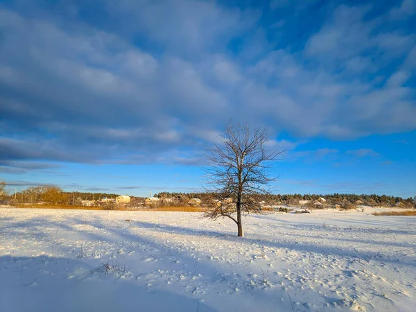 Beautiful Winter Landscape Snow Field Forest Sunny Landscape Snow — Stock Photo, Image