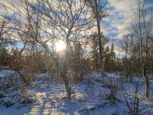 Hermoso Paisaje Invierno Campo Nieve Bosque Paisaje Soleado Con Nieve — Foto de Stock