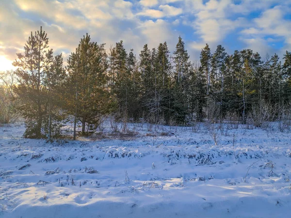 Bela Paisagem Inverno Campo Neve Floresta Paisagem Ensolarada Com Neve — Fotografia de Stock