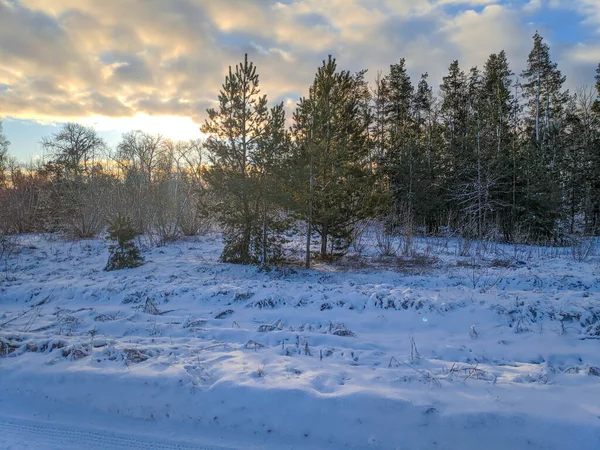 Bela Paisagem Inverno Campo Neve Floresta Paisagem Ensolarada Com Neve — Fotografia de Stock