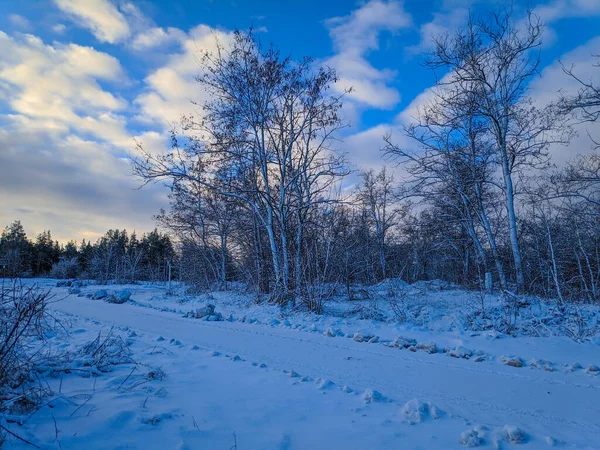 beautiful winter landscape. snow field and forest. sunny landscape with snow