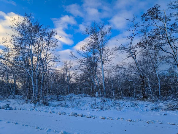 Bela Paisagem Inverno Campo Neve Floresta Paisagem Ensolarada Com Neve — Fotografia de Stock