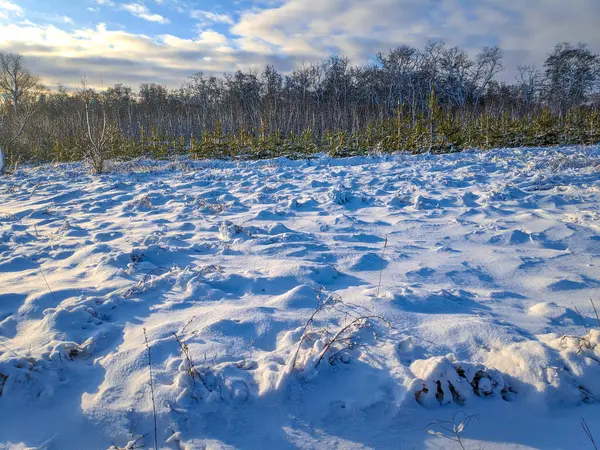 Hermoso Paisaje Invierno Campo Nieve Bosque Paisaje Soleado Con Nieve — Foto de Stock