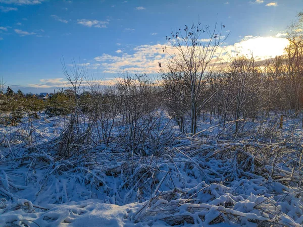 Beau Paysage Hiver Champ Neige Forêt Paysage Ensoleillé Avec Neige — Photo