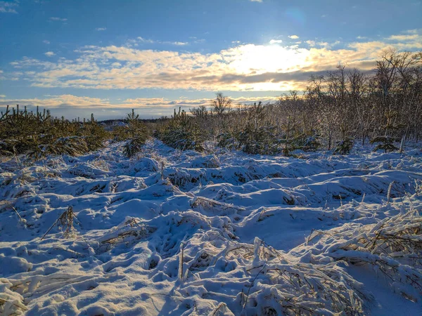 Beau Paysage Hiver Champ Neige Forêt Paysage Ensoleillé Avec Neige — Photo